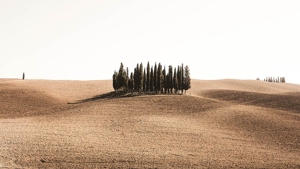 Tree Family