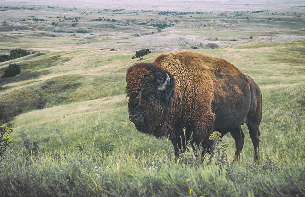 Buffalo